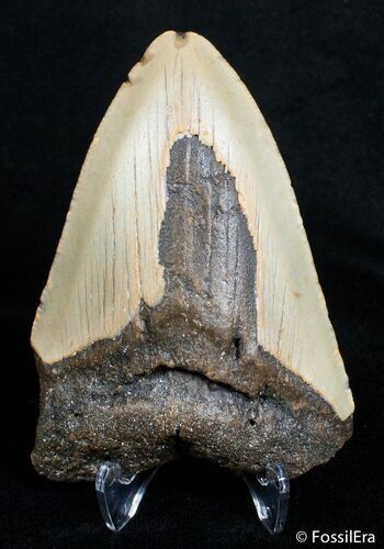 Bargain / Inch Carolina Megalodon Tooth #2725